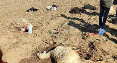 Kızılören’de 30’a yakın koyun telef oldu