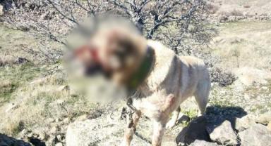 Köpek dövüşü organize eden 12 kişi yakalandı 