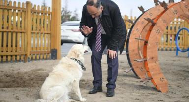 Meksika'nın arama kurtarma köpeği 