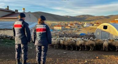Kaybolan 150 küçükbaş hayvan, sahibine teslim edildi