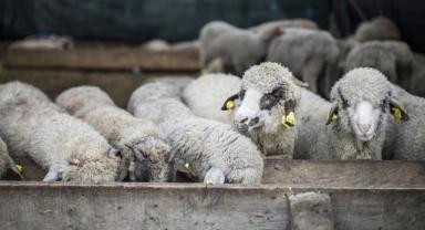 Kurbanlık fiyatları 2024: Büyükbaş ve küçükbaş kurbanlık ne kadar, kaç TL? Dana, tosun, koyun, koç...