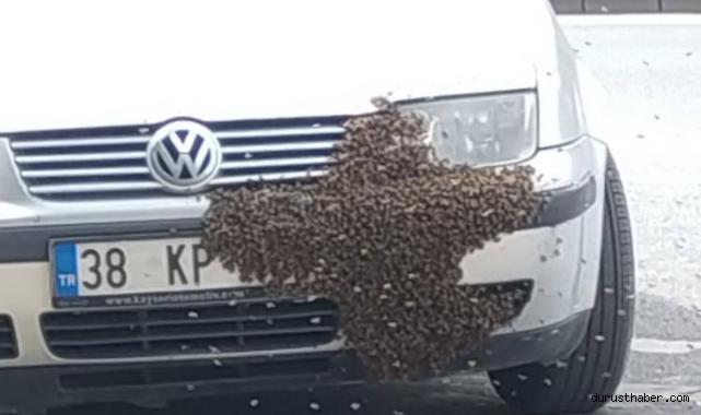 Arı bir otomobile oğul verdi