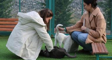 “Küçük Dostlar Kedi Kasabası’ na rekor ziyaret