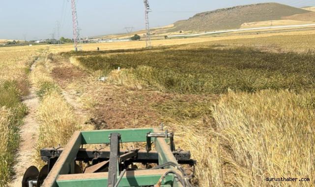 Elektrik direğinden çıkan kıvılcım tarım arazisine düştü: Çiftçiler mağduriyetlerinin giderilmesini istiyor
