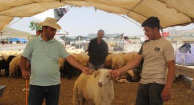 Kayseri'de Kurbanlıklar bayrama hazır