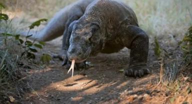 Bilim insanları keşfetti: Komodo ejderlerinin dişlerinin ucu demirden tabakayla kaplı