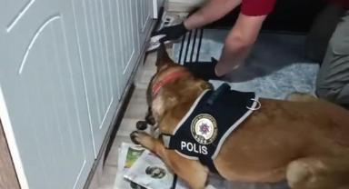 Suç örgütüne yönelik 