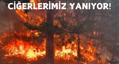 Bolu'da Orman Yangını 22 Saattir Devam Ediyor