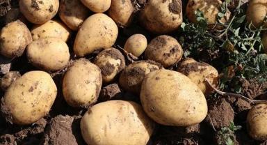 Niğde'de patateste 1 milyon 45 bin ton rekolte bekleniyor