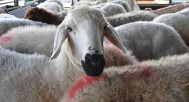 TİGEM 20 bin ton koyun sütü satacak