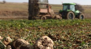 Türkşeker'in yeni sezondaki üretim hedefi 950 bin ton