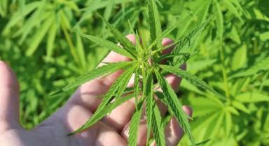 Kenevir yetiştiriciliğinde kotalar belirlendi