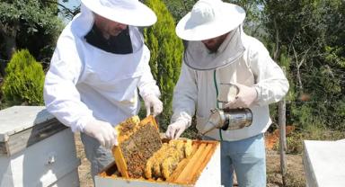 TİGEM Dalaman tesisi için 800 arı kovanı alımı yapacak