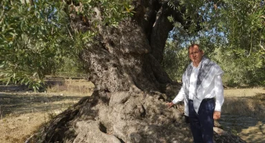 'Ayvalık Zeytinyağı' AB'den tescil bekliyor
