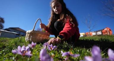 Düzce'de öğrenciler tıbbi ve aromatik bitki yetiştiriciliğini yerinde öğreniyor