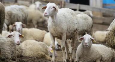 Hayvancılık destekleme sistemi başvuru ve ödemelerinde kolaylık