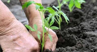 Aralık ayında ne ekilir? İşte, Aralık ayında ekilen bitkiler...