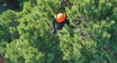 Orman Genel Müdürlüğü 252 daimi işçi alacak