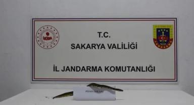 Çevre Timinden Sakarya’da Piton Operasyonu!