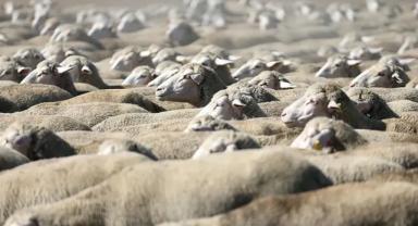 Küçükbaş Hayvan Satışı Başlıyor! Açık Artırma 2 Mayıs’ta