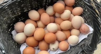 Yumurta Fiyatlarındaki Balon Patladı!