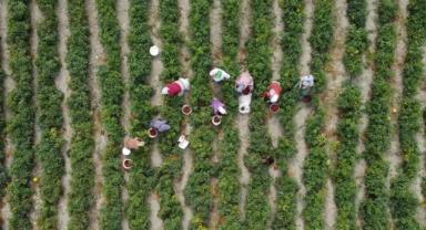 Çiftçiye Dev Destek: Ödemeler Hesaplara Yatıyor!