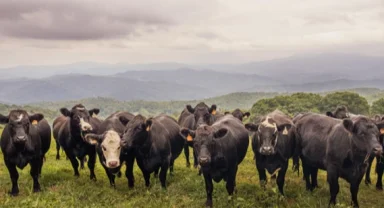 Kırsalda berekette hak sahipleri belirlendi... Hayvan dağıtımı başlıyor