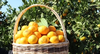 Tarım-ÜFE'de turunçgiller zirvede