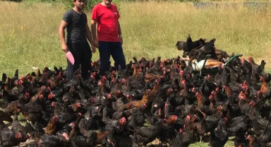 Üreticiye yüzde 50 hibeli yumurta tavuğu desteği