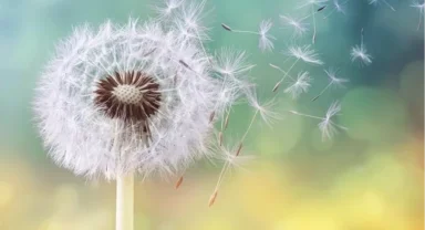 Çocuklarda polen alerjisi alarmı