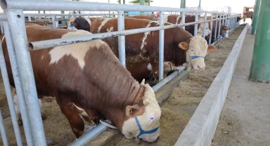 İzmit'teki hayvan pazarı bu yıl da ilgi gördü