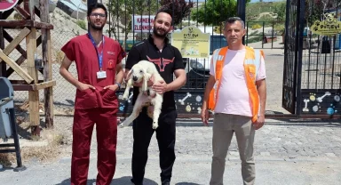 Kayseri Talas'ta kaçak kuzular sahibine döndü