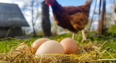 Tavuk kesimi arttı, yumurta üretimi azaldı!