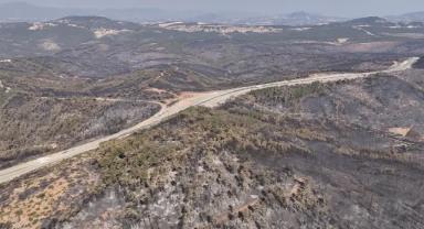 Bursa'da milyonlarca ağaç kül oldu