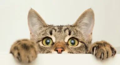 Başakşehir'de kediye şiddet olayının şüphelisi gözaltında!