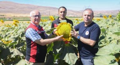 Bünyan’da damlama sulama ile ay çekirdeği üretiminde fenolojik gözlem yapıldı