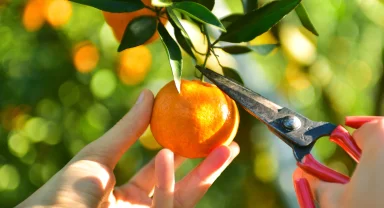 Ege'nin narenciye rekoltesi yüzde 34 azaldı