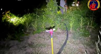 Evinde kenevir yetiştiren şüpheli gözaltına alındı