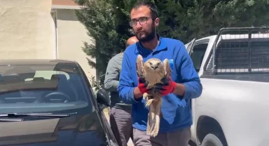 Kayseri Büyükşehir'den yaralı şahine yardım