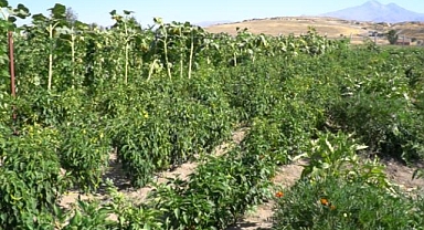 Yediveren Kooperatifindeki 8 emekçi kadın sağlıklı ve doğal ürünler üretiyor