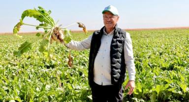 Pancar Tarımı stratejik bir değer