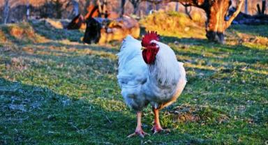 Tavuk eti üretimi arttı, yumurta üretimi düştü