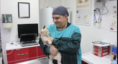 Yavru kedilerde Herpes virüsü vakaları artışta