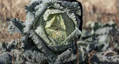 Erzurum Pasinler Ovası’nda 50 Kiloluk Lahana Hasadı