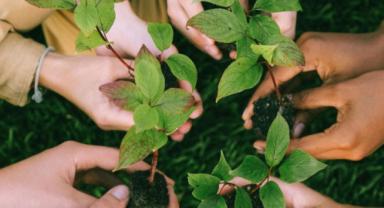Her Fidan Bir Nefes: 11 Kasım Milli Ağaçlandırma Günü