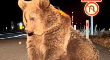 Kars’ta Ayı Aybar’a Köpek Saldırısı: Rehabilitasyona Alındı