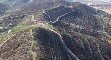 Aliağa ve Foça'da Yanan Ormanlar Yeniden Yeşeriyor