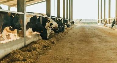 Hayvancılık desteklerinde başvuru için son gün bugün