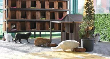 Kocasinan’ın Küçük Dostlar Ambulansı 10 Bin Can Kurtardı