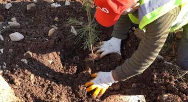 Şırnak Gabar’da 100 Bin Fidan İçin Büyük Seferberlik